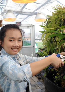 Student pruning a tree in a greenhouse