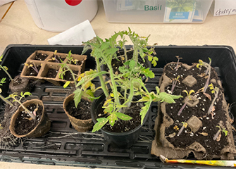Tomato plants in seeding pots