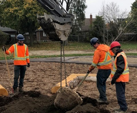 new tree at Eatonville