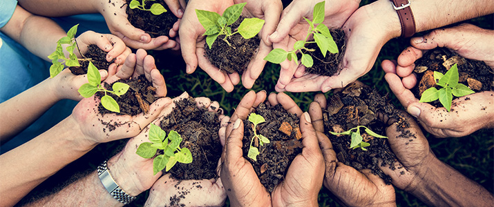 cupped hands holding seedlings in clumps of soil